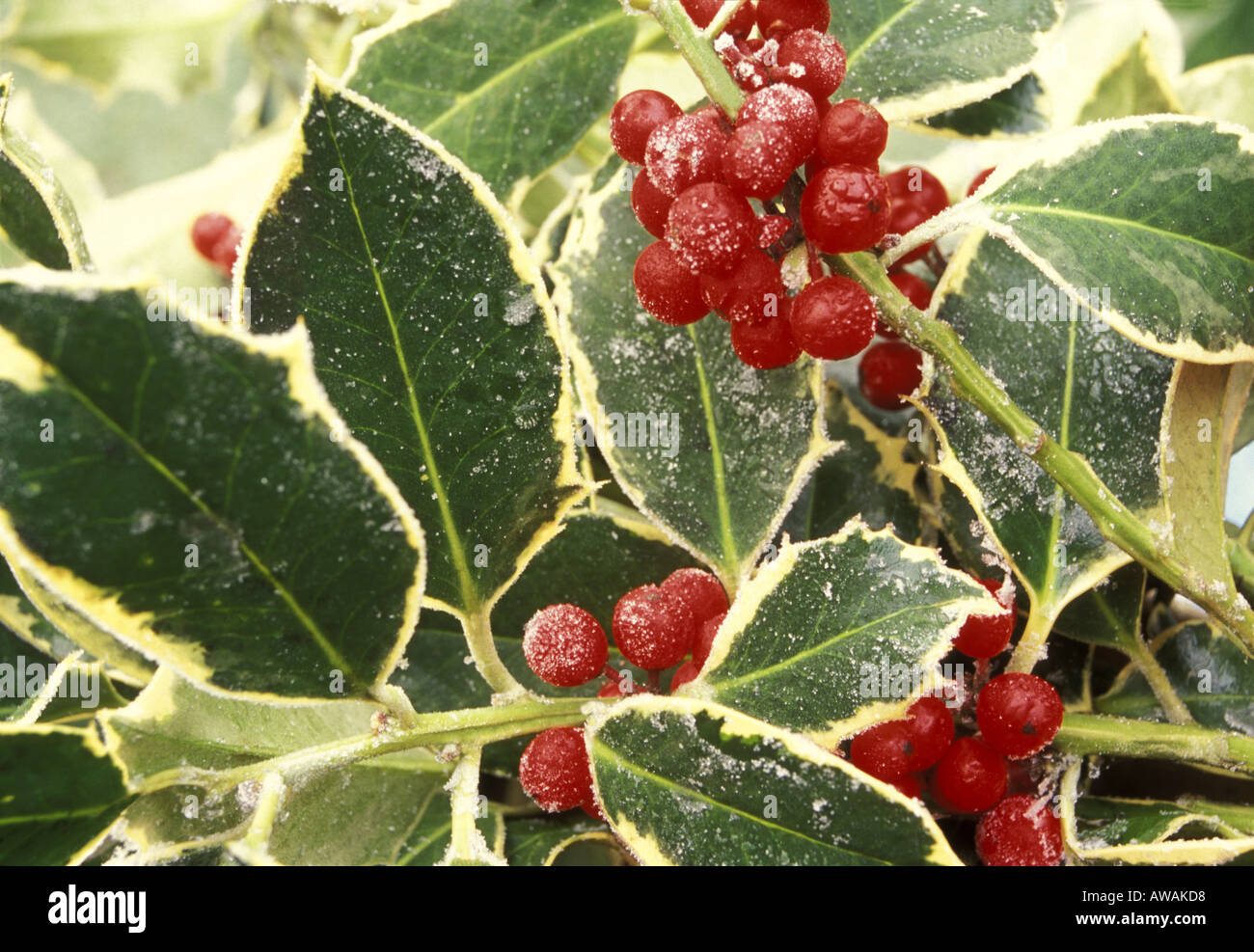 Frosty  variegated Ilex  Aquifolium  with    red  berries..winter Stock Photo