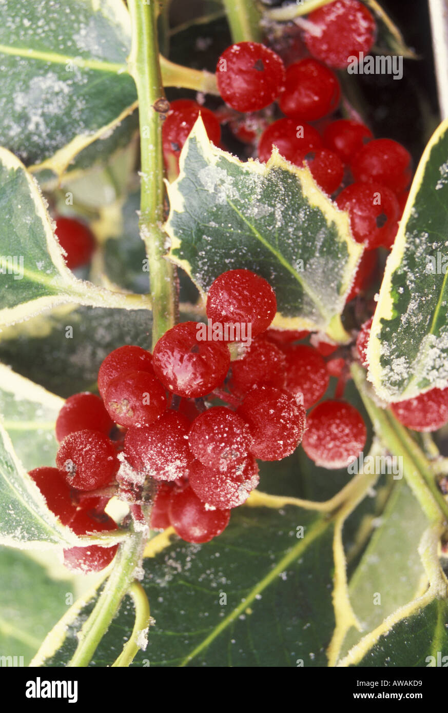 Frosty variegated Ilex Aquifolium with red  berries. Stock Photo