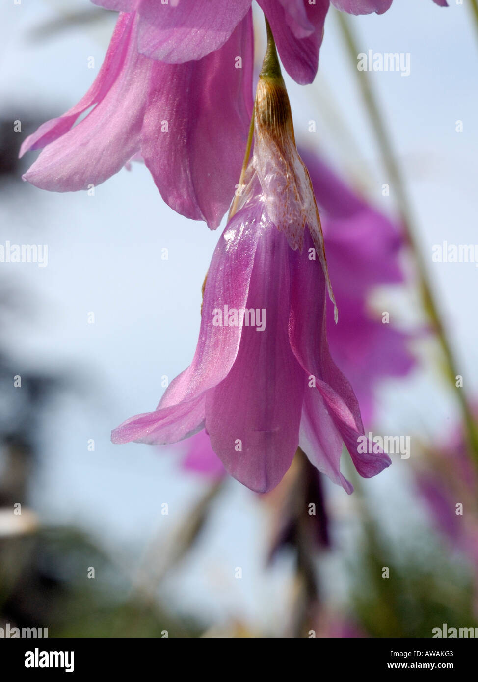 Angel's Fishing Rod (trichorhizum Stock Photo Alamy