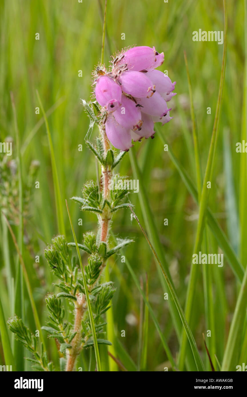 Cross-leaved Heath, Erica tetralix Stock Photo