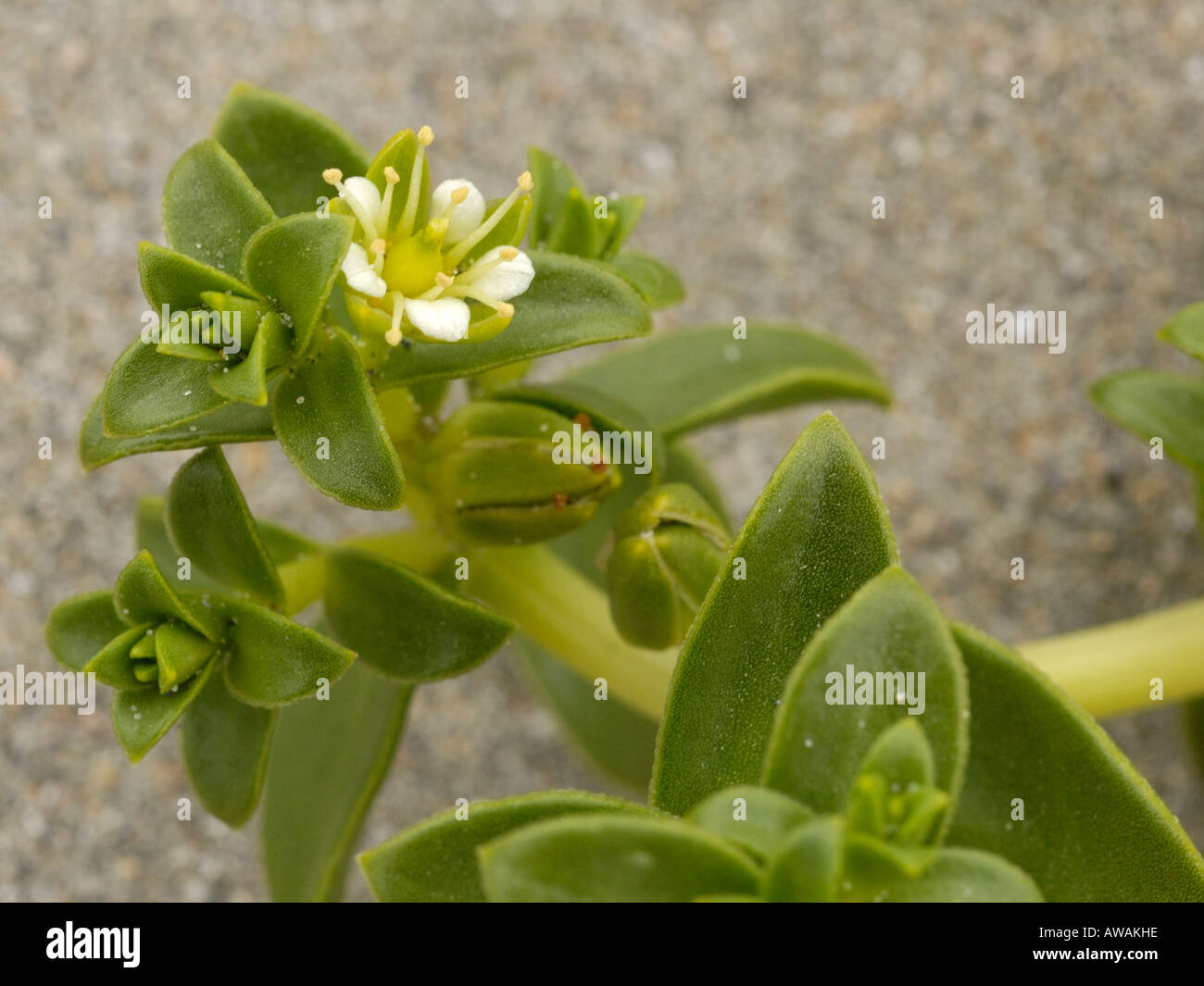 Sea Sandwort, honckenya peploides Stock Photo