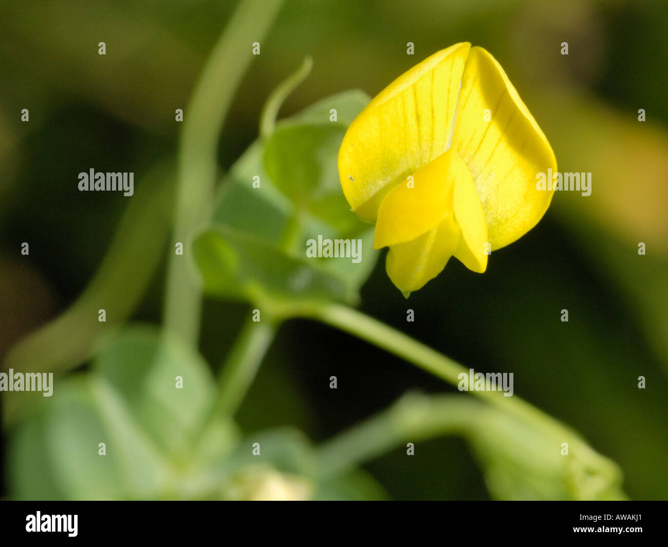 Yellow Vetchling, Lathyrus aphaca Stock Photo
