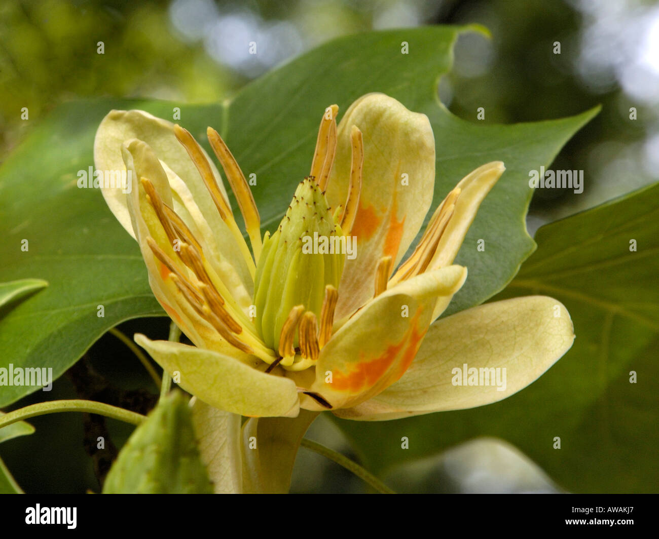 Tulip-tree flower, liriodendron tulipifera Stock Photo