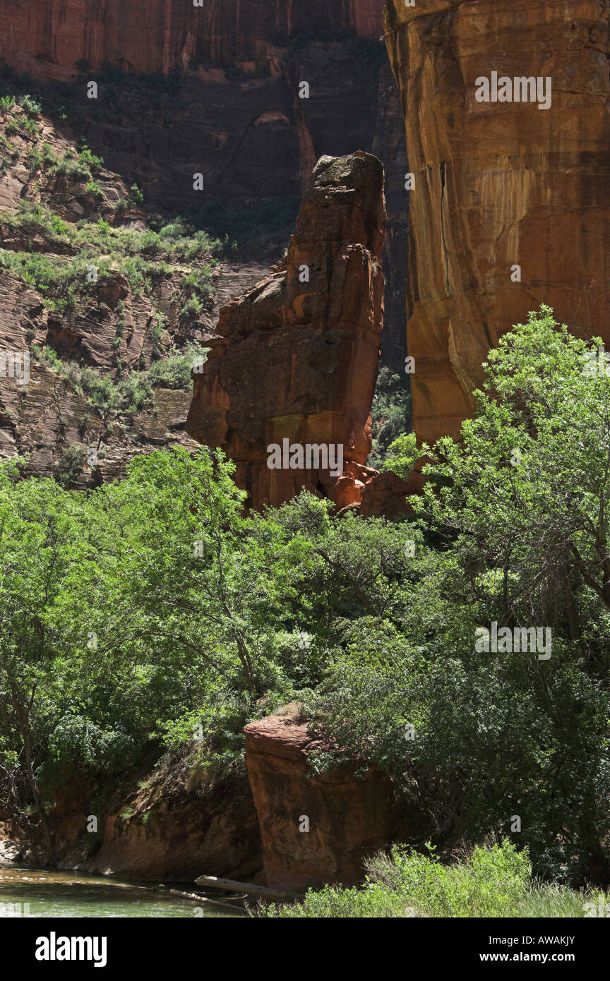 Cottonwood Trees, Zion Canyon Stock Photo Alamy