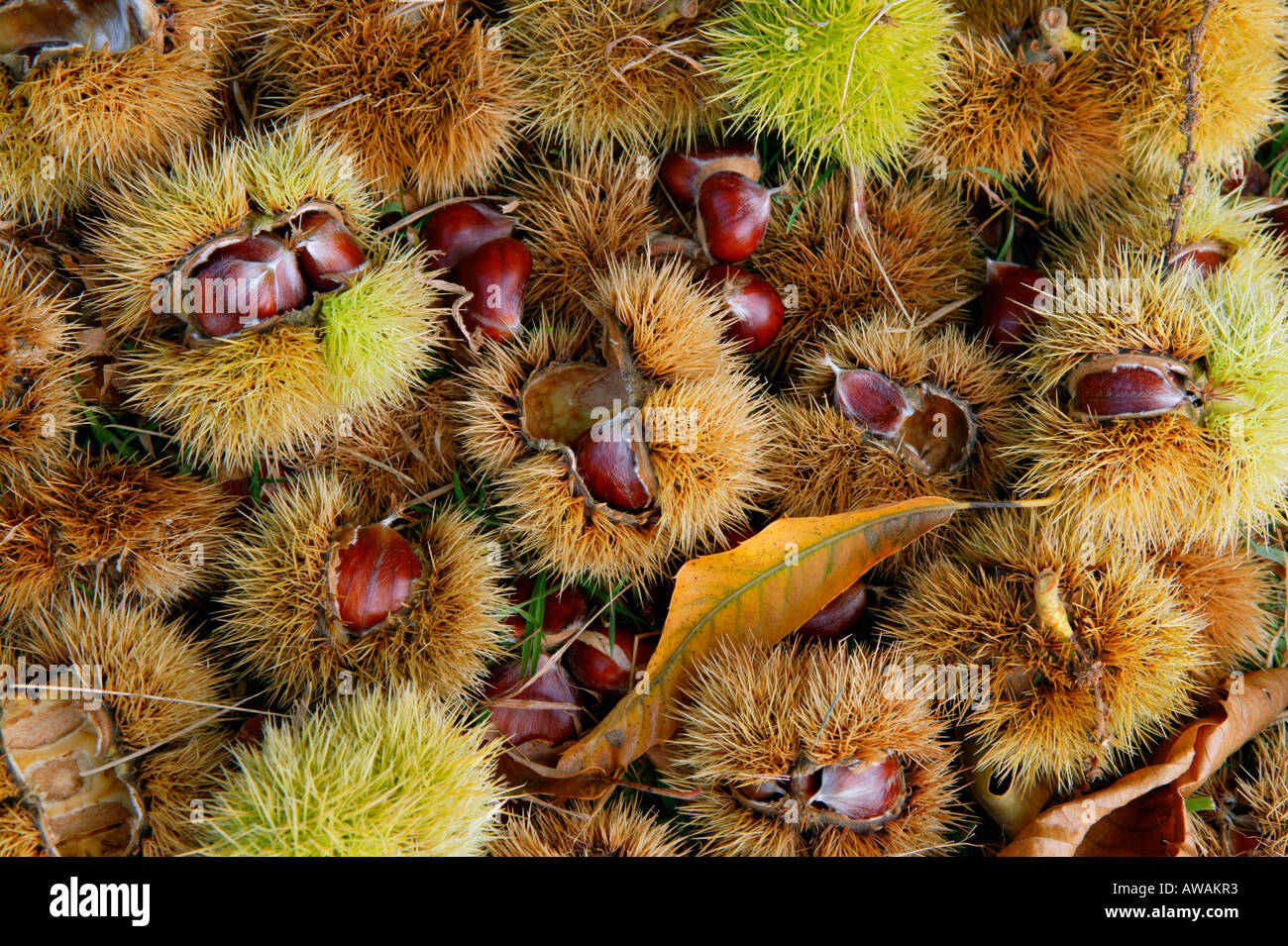Castanea Sativa (common name Sweet Chestnut) - fallen nuts in autumn, Gloucestershire UK Stock Photo