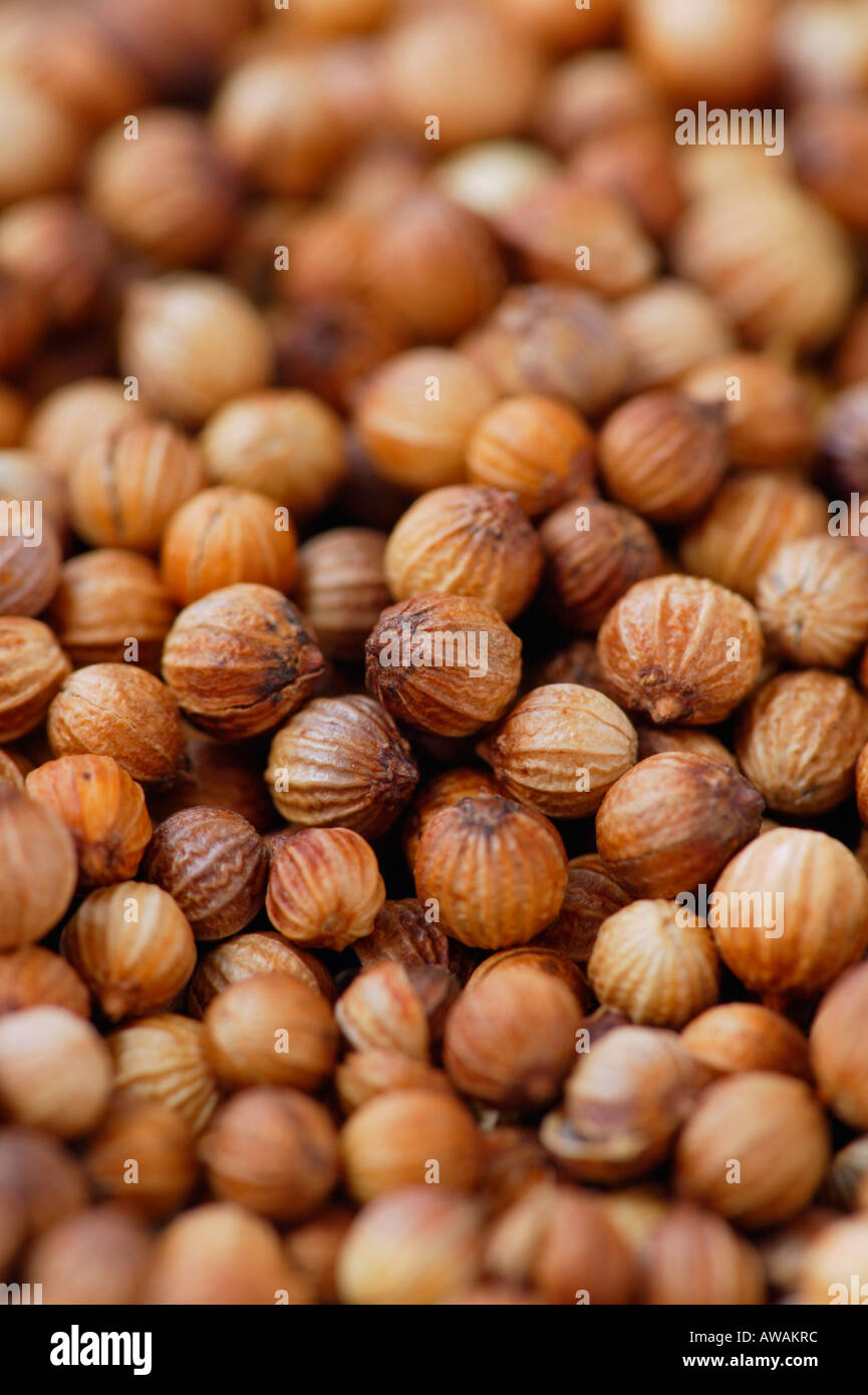 Dried coriander seeds Stock Photo Alamy