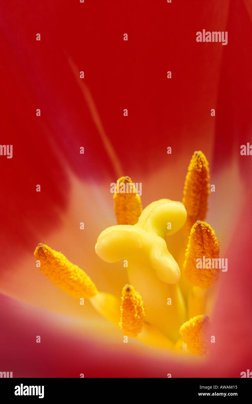 Tulip flower hi-res stock photography and images - Alamy