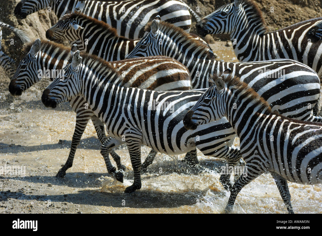 Zebras in the Mara River,Masai Mara,Kenya Stock Photo - Alamy