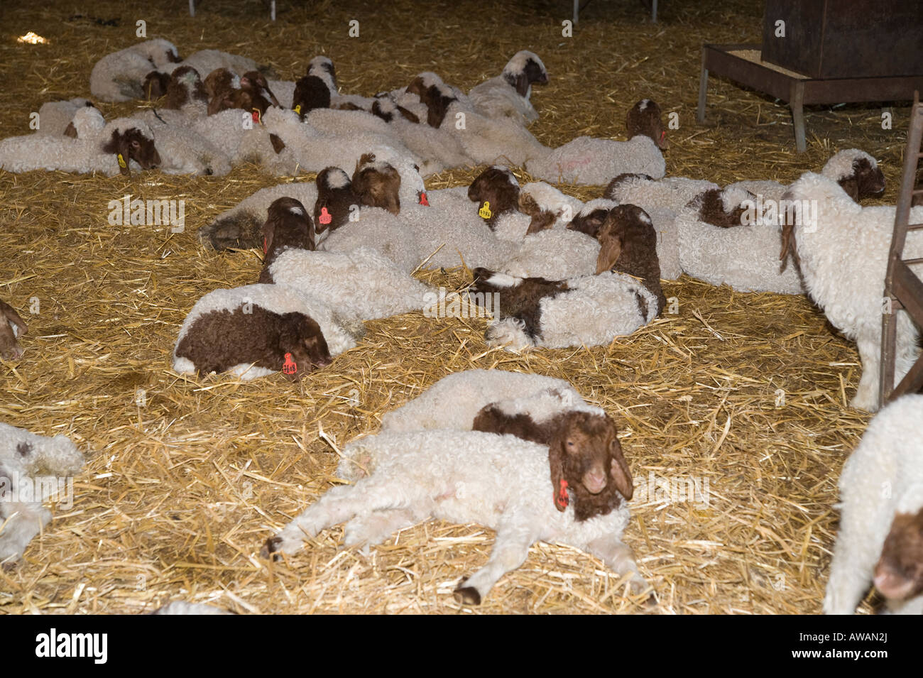 Israel Sheep dairy farm young lambs in a pen Stock Photo - Alamy