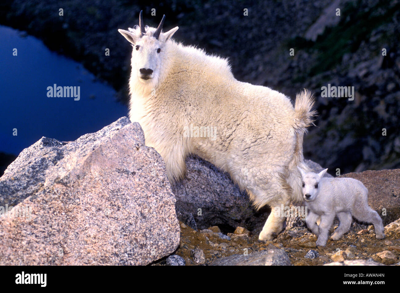 MG-122, MOUNTAIN GOAT NANNY AND KID ABOVE LAKE AT SUNRISE Stock Photo ...