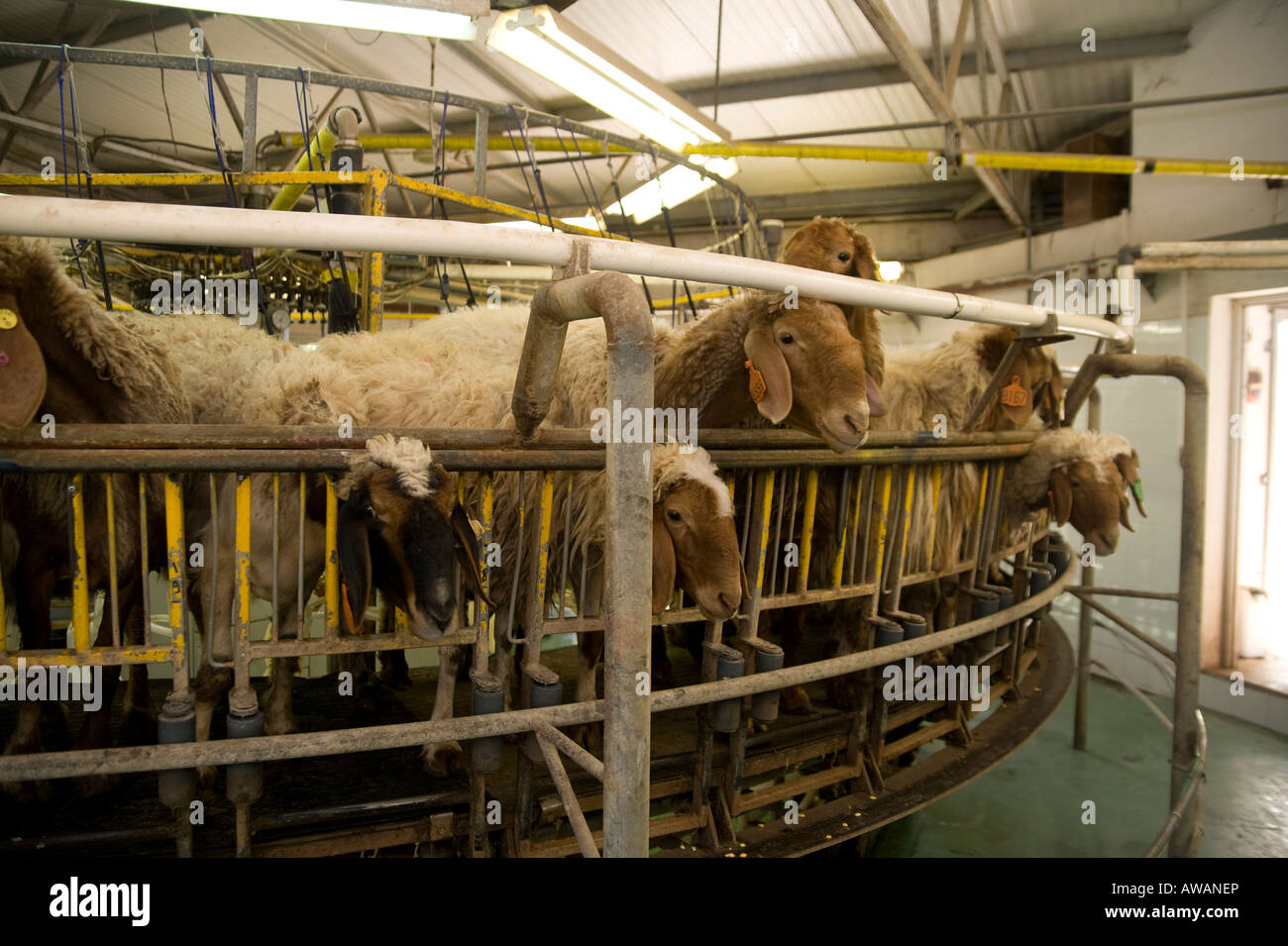 Israel Sheep dairy farm Milking the sheep Stock Photo Alamy