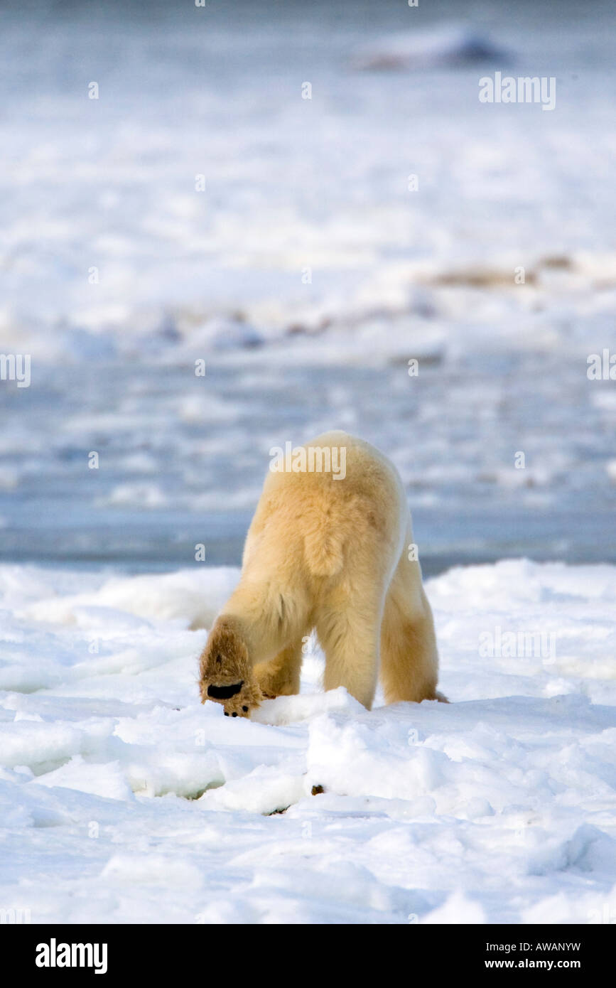 Back of a polar bear Stock Photo