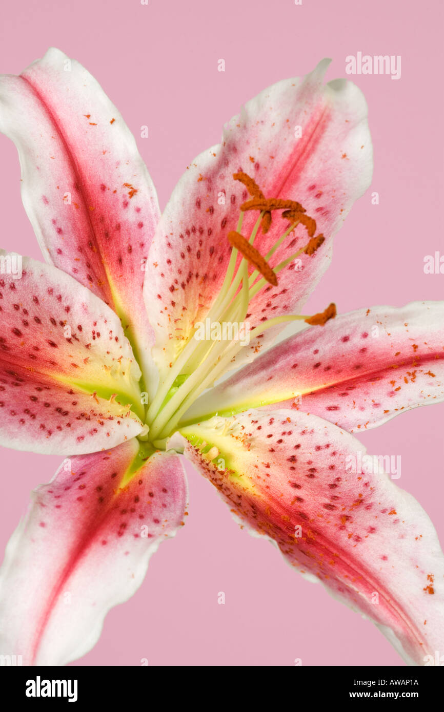 Oriental Lily Flower Lilium speciosum Stock Photo