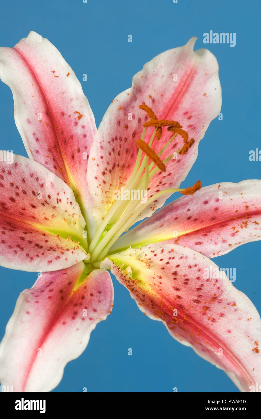 Oriental Lily Flower Lilium speciosum Stock Photo