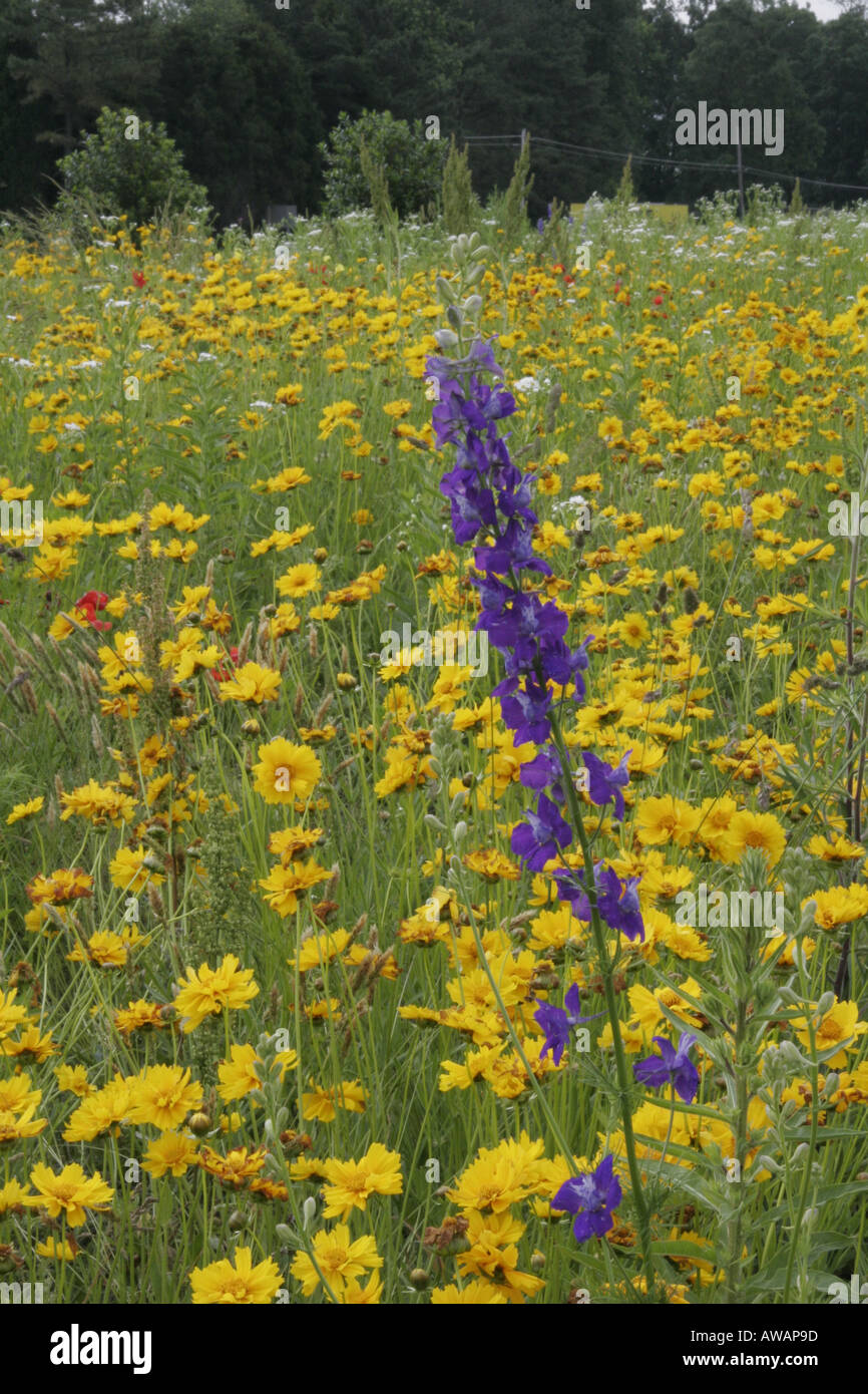 Purple blooms hi-res stock photography and images - Alamy