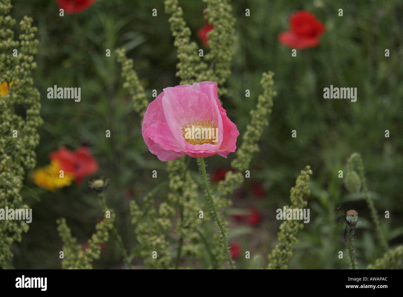 Pink wildflowers hi-res stock photography and images - Alamy