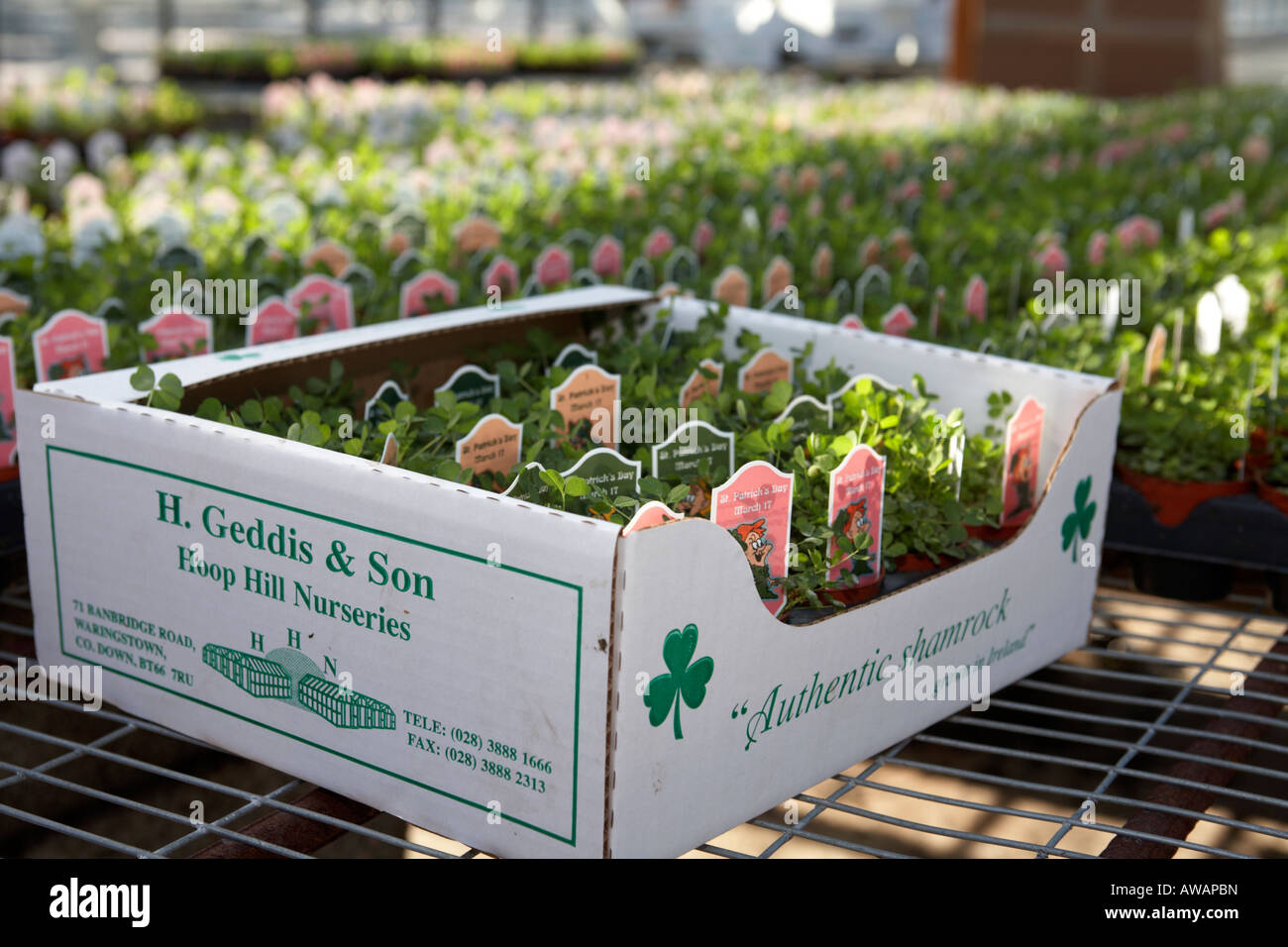 Authentic shamrock hi-res stock photography and images - Alamy