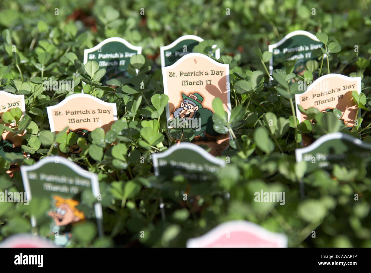 trays of potted shamrock plants including st patricks day signs at hoop hill nurseries county Armagh Northern Ireland packed ready for export Stock Photo