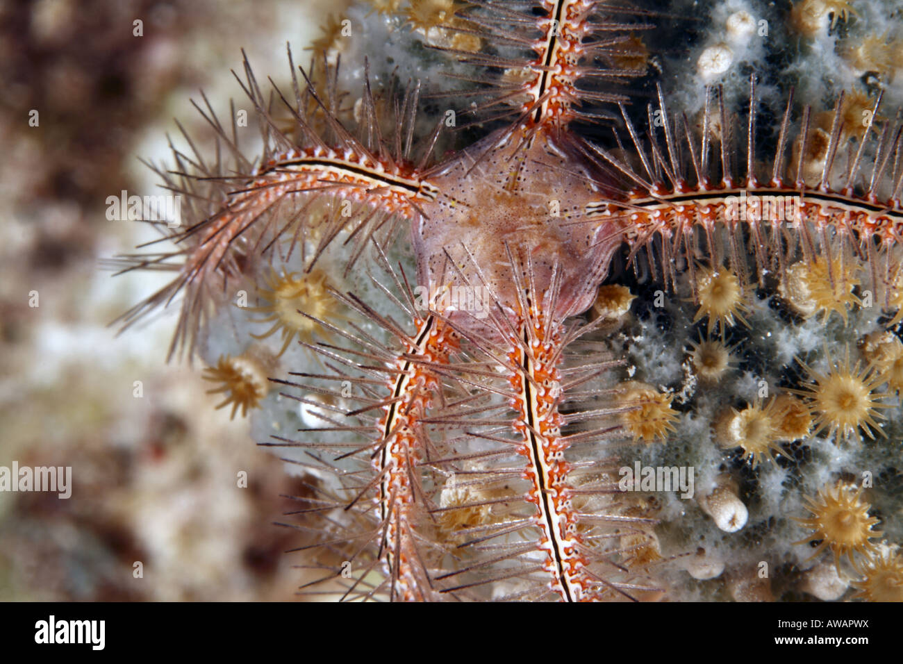Sponge brittle star ophiothrix suensonti at night feeding on sponge Stock Photo