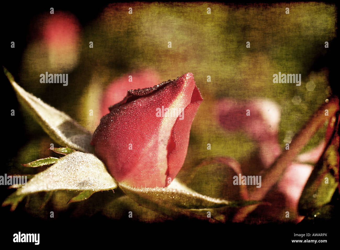 grungy image of a rosebud in the morning Stock Photo