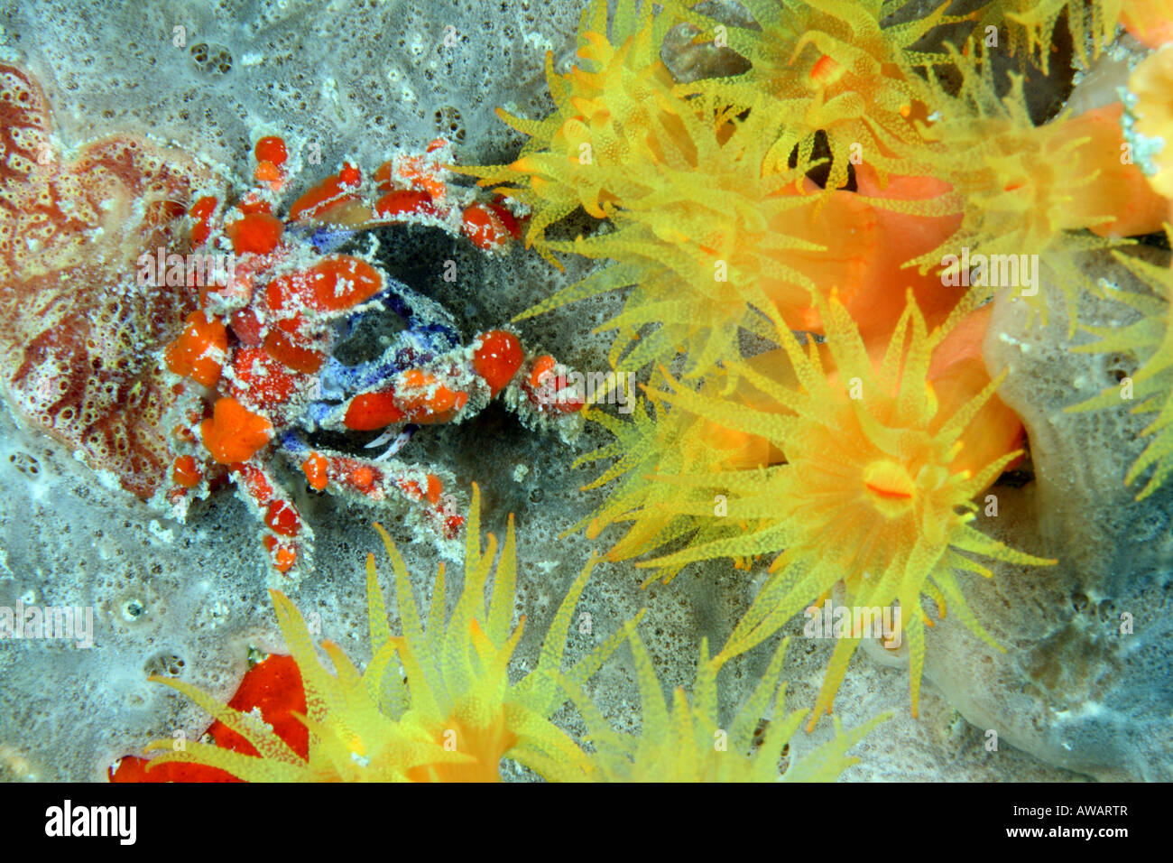 Cryptic teardrop crab pelia mutica at night on town pier Stock Photo