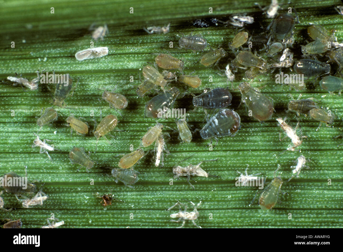 Cereal leaf aphid Rhopalosiphum maidis infestation on a maize leaf Stock Photo