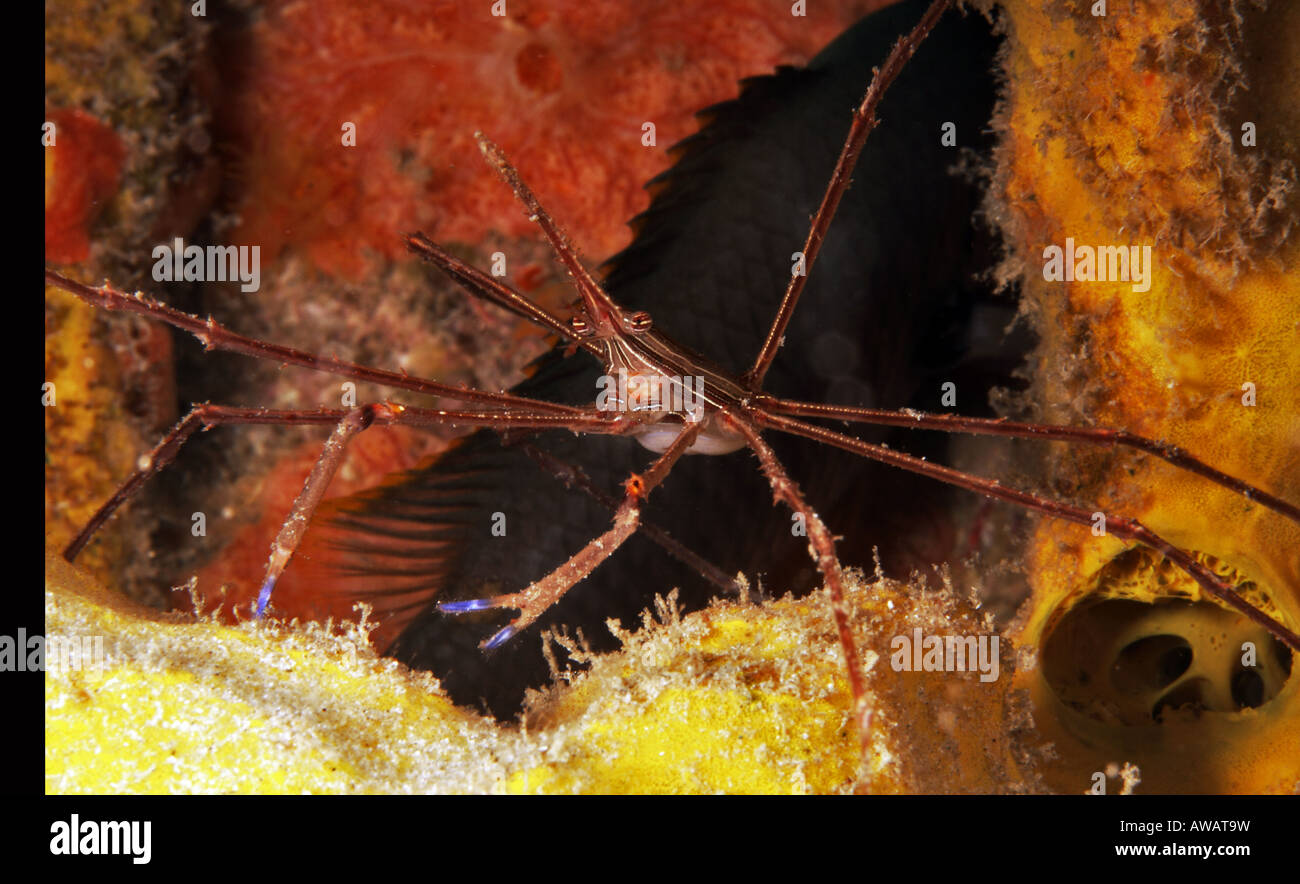 Yellowline arrow crab stenorhynchus seticornis Stock Photo