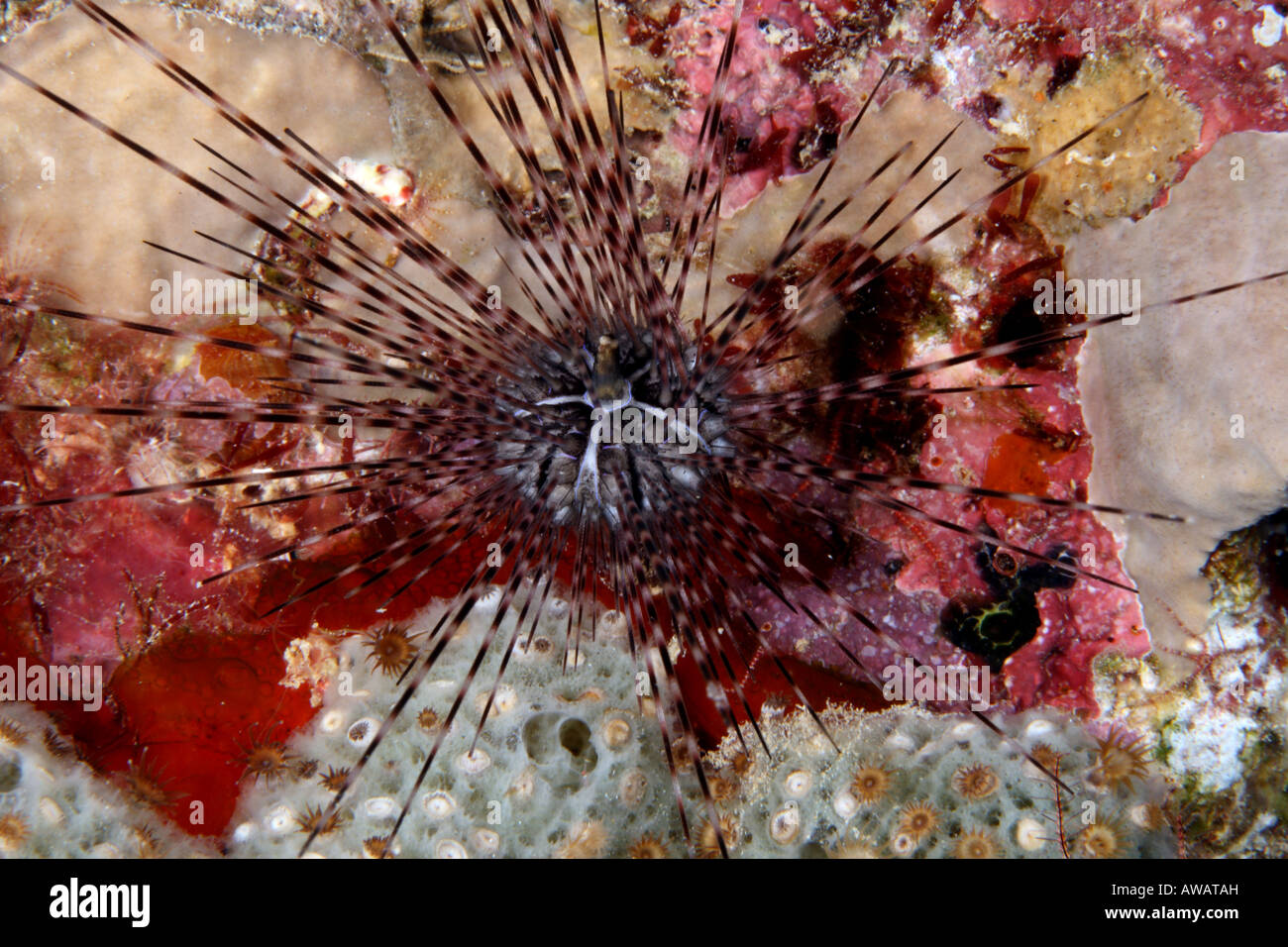 Long spined urchin Diadema antilarum Stock Photo