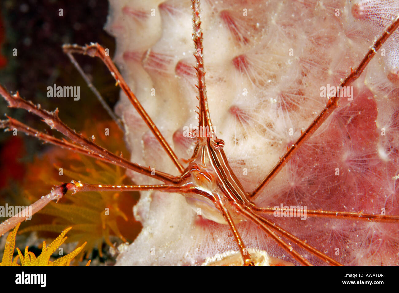 Yellowline arrow crab stenorhynchus seticornis Stock Photo