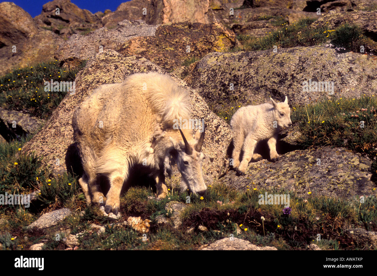MG-102, MOUNTAIN GOAT NANNY AND KID IN ROCKS Stock Photo