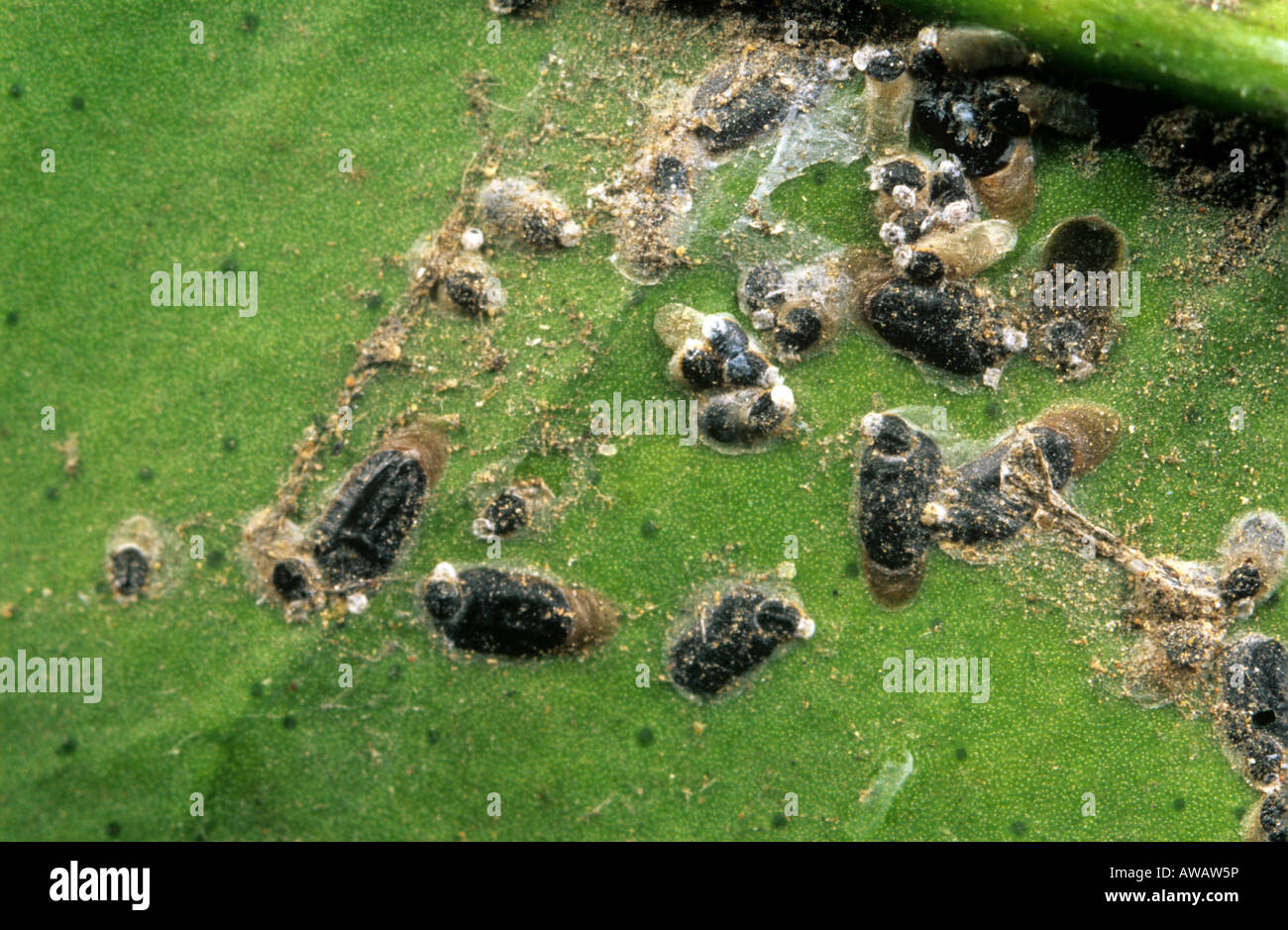 A scale insect Parlatoria ziziphus on an orange leaf Sicily Stock Photo