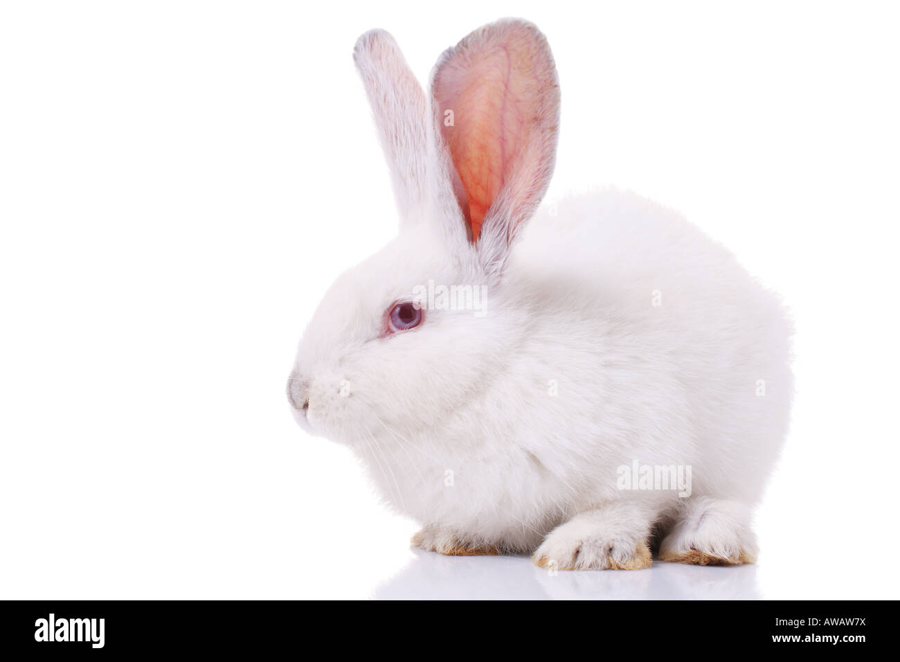 rabbit isolated on white background Stock Photo - Alamy