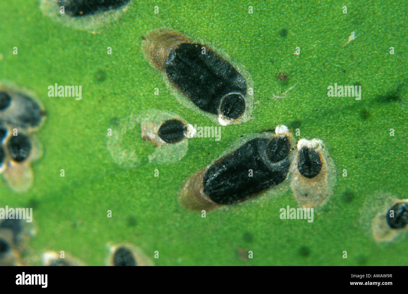 A scale insect Parlatoria ziziphus on an orange leaf Sicily Stock Photo