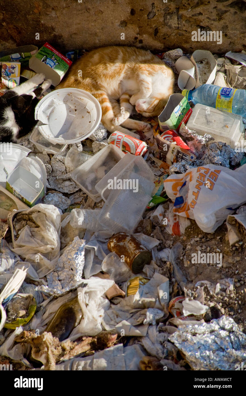 A feral cat sleeps in trash at Playa de la Victoria Beach in Cadiz Spain Stock Photo