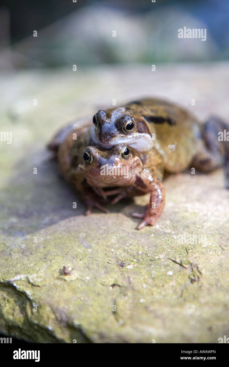 Mating frogs in spring Stock Photo