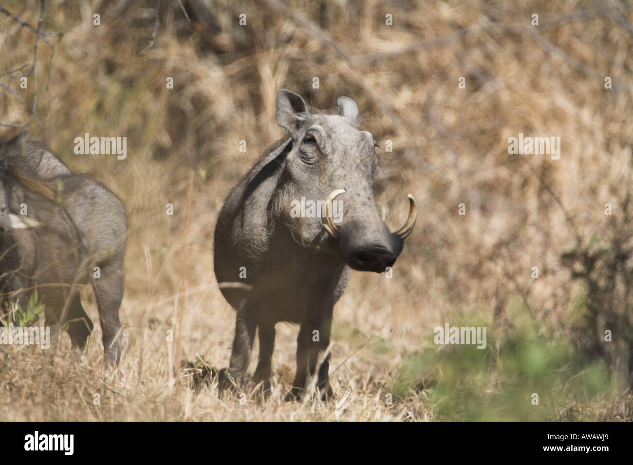Omnivore omnivores omnivorous savanna hi-res stock photography and