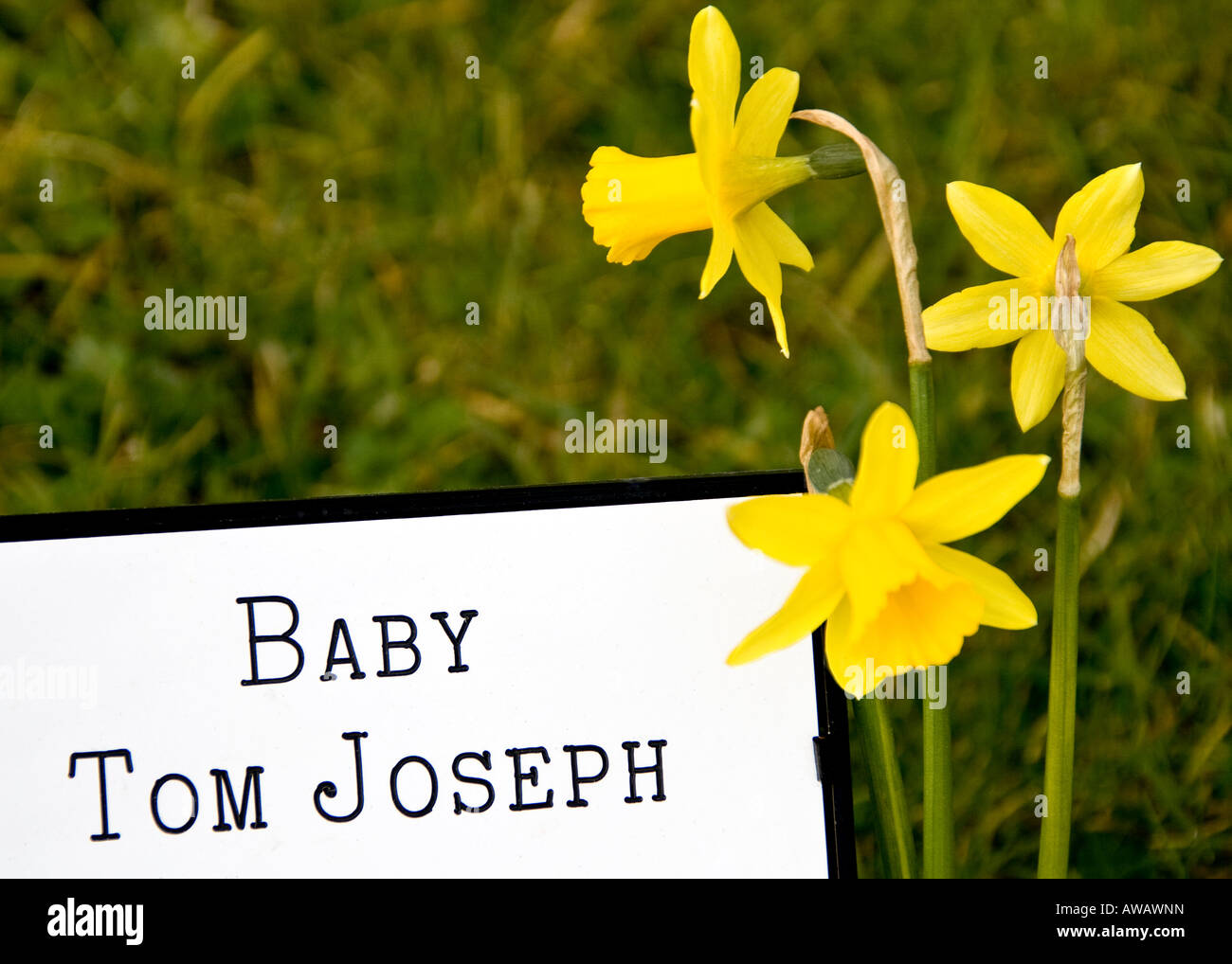 baby's grave with daffodils Stock Photo
