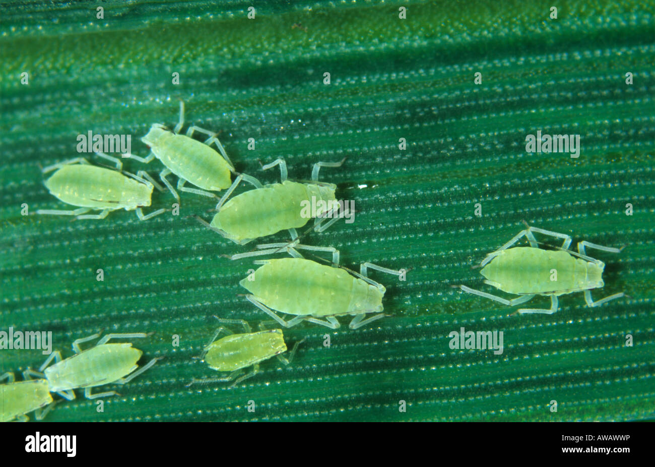 Rose grain aphid Metopolophium dirhodum immature aphids on a wheat leaf ...