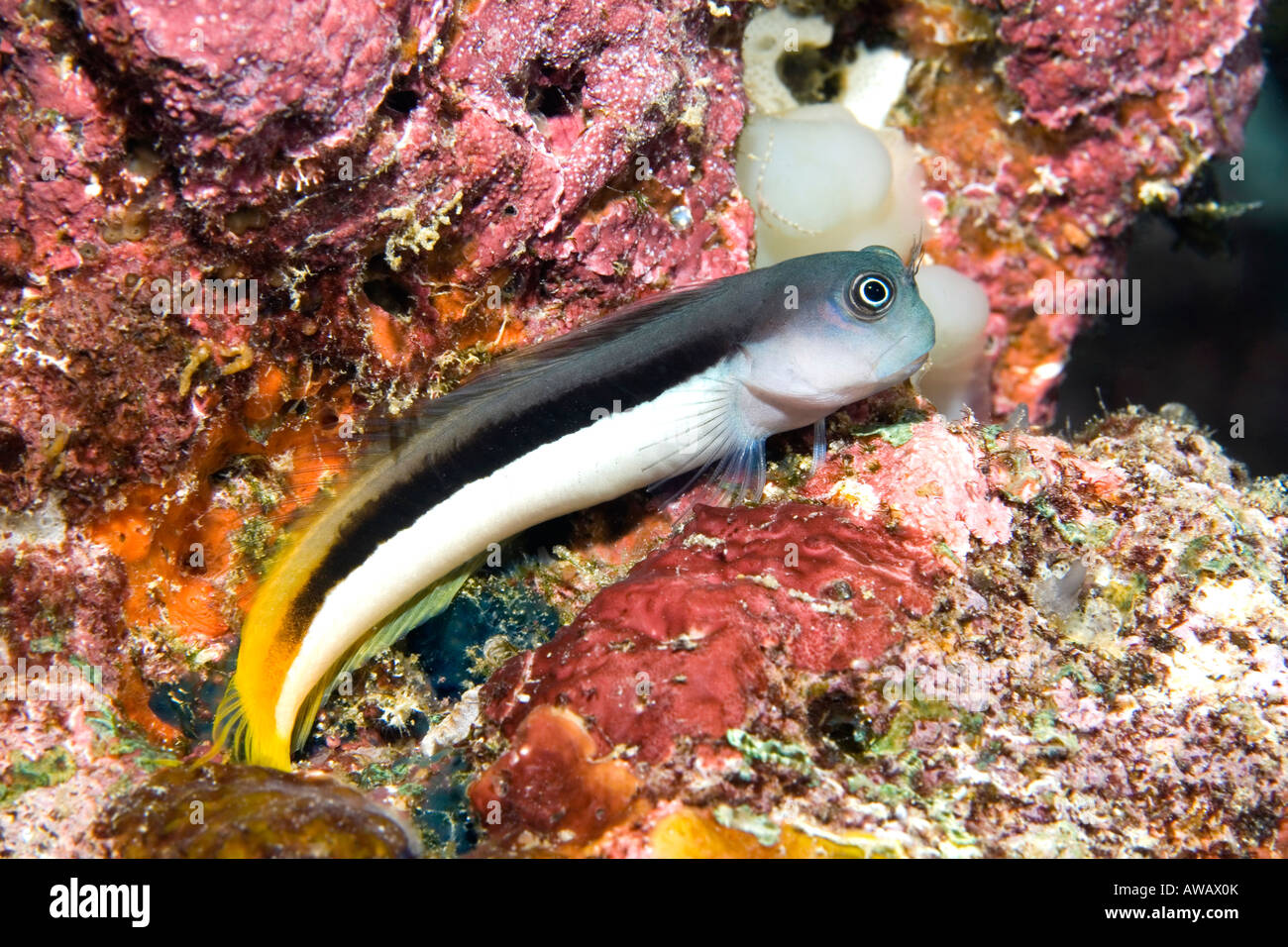 Bicolor Combtooth Blenny, Ecsenius bicolor. White-belly variation. Also known as two color combtooth blenny Stock Photo