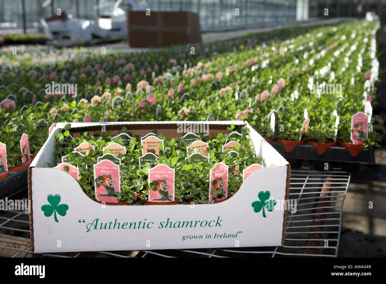 carton of authentic shamrock grown in ireland packed and ready for shipping at hoop hill nurseries county Armagh Stock Photo