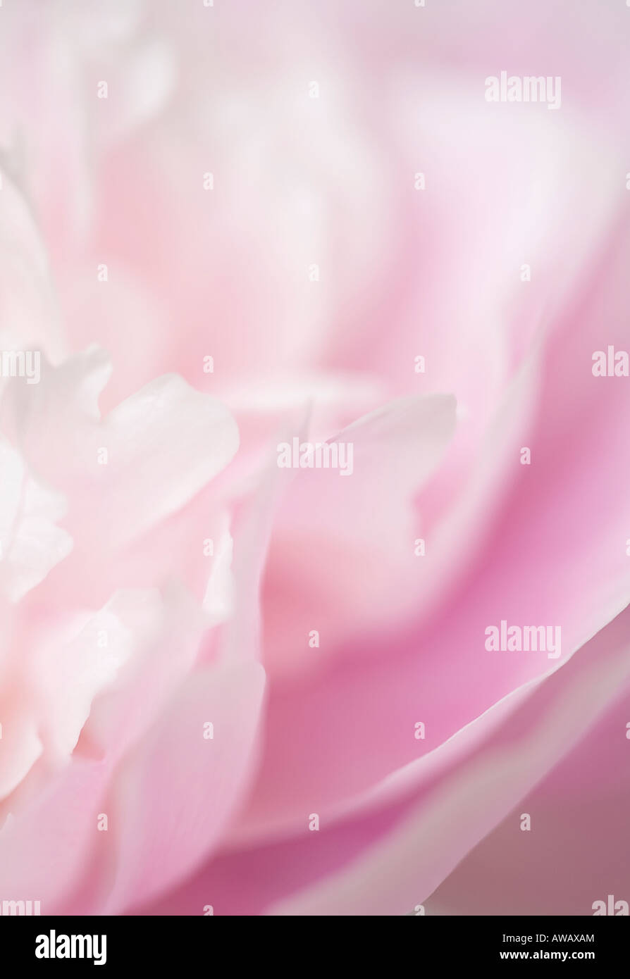 A close up of the petals of a beautiful pink Peony flower in bloom in ...