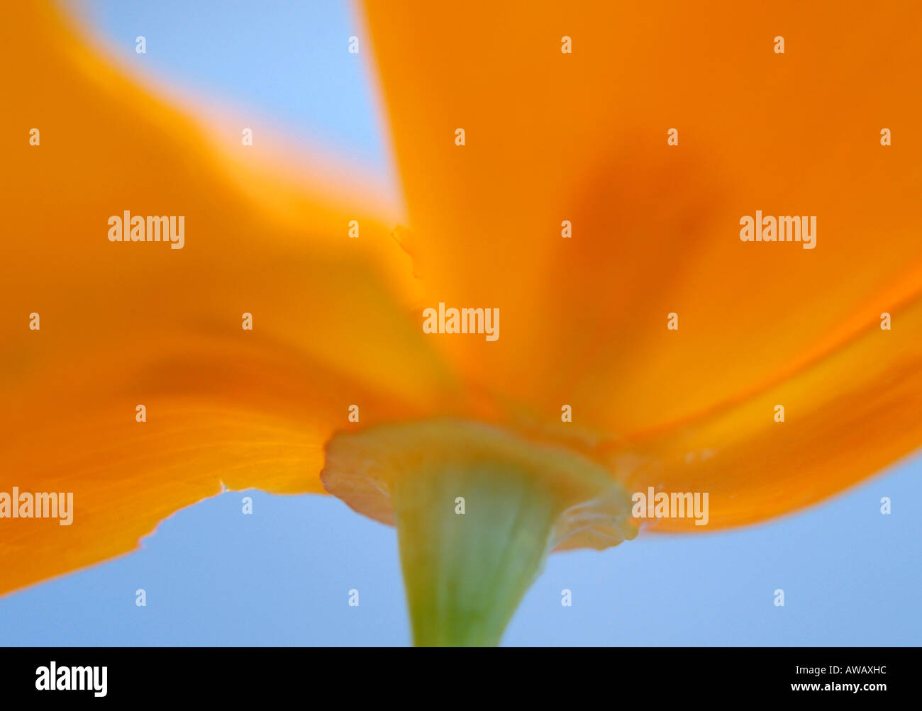 Blue translucent poppy hi-res stock photography and images - Alamy