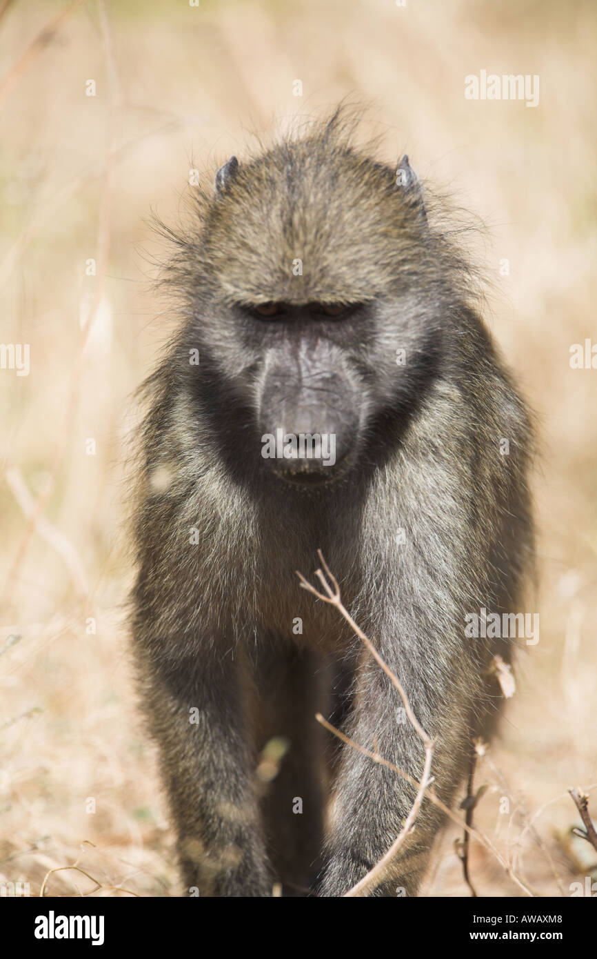 Chacma Baboon (Papio ursinus) foraging, South Africa Stock Photo - Alamy