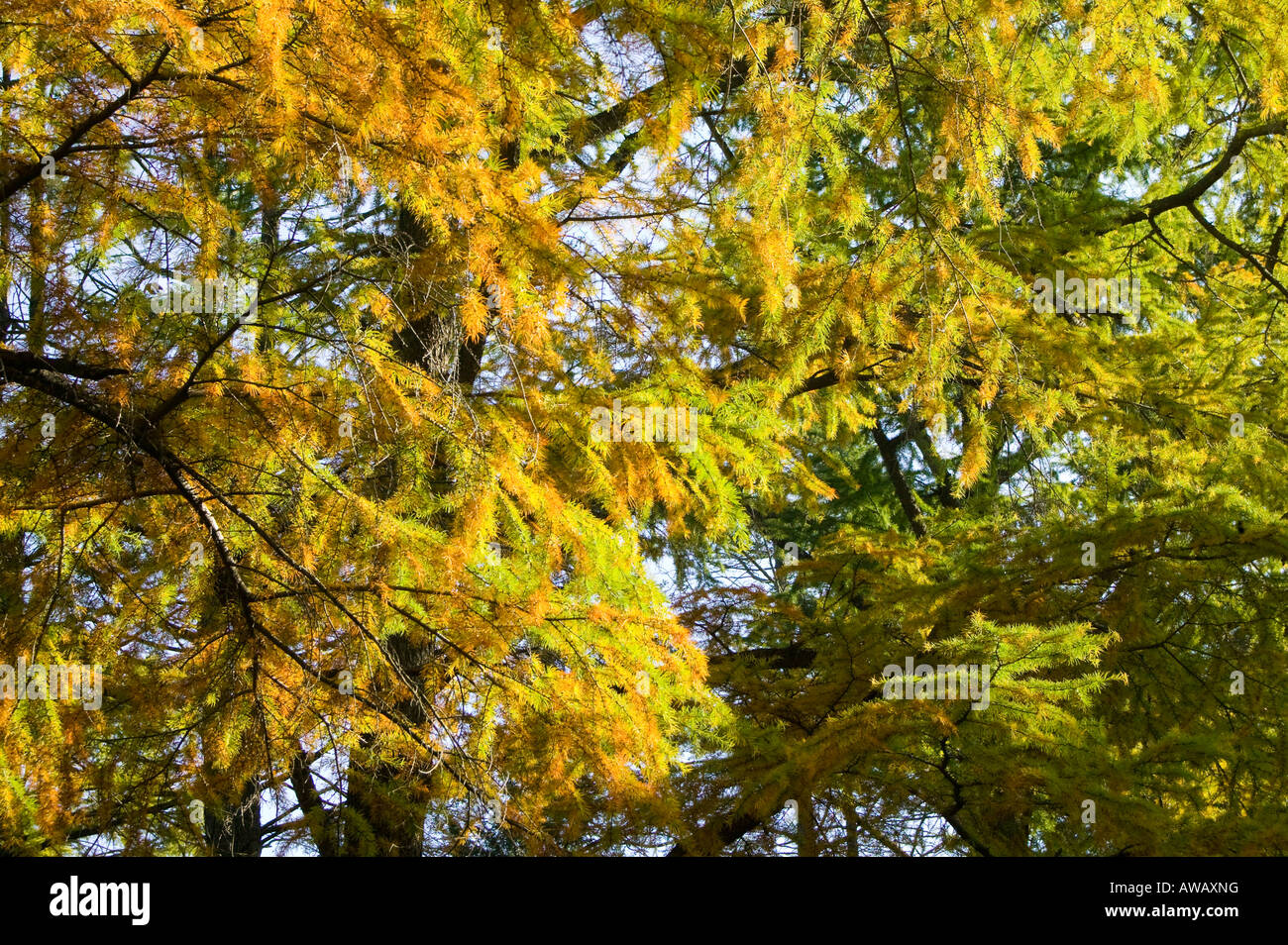 Yellow pine tree Stock Photo