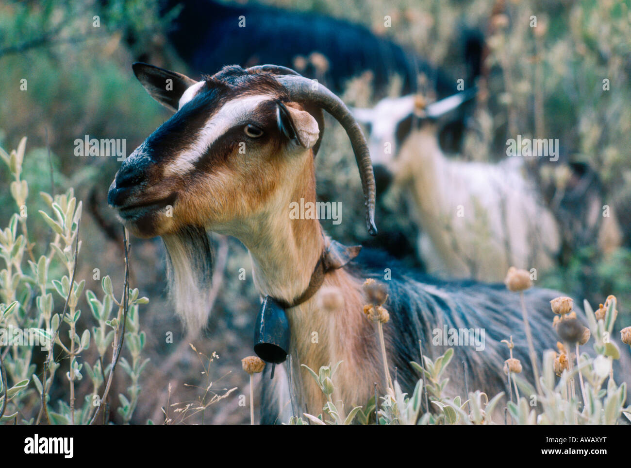 Kri kri goats hi-res stock photography and images - Alamy
