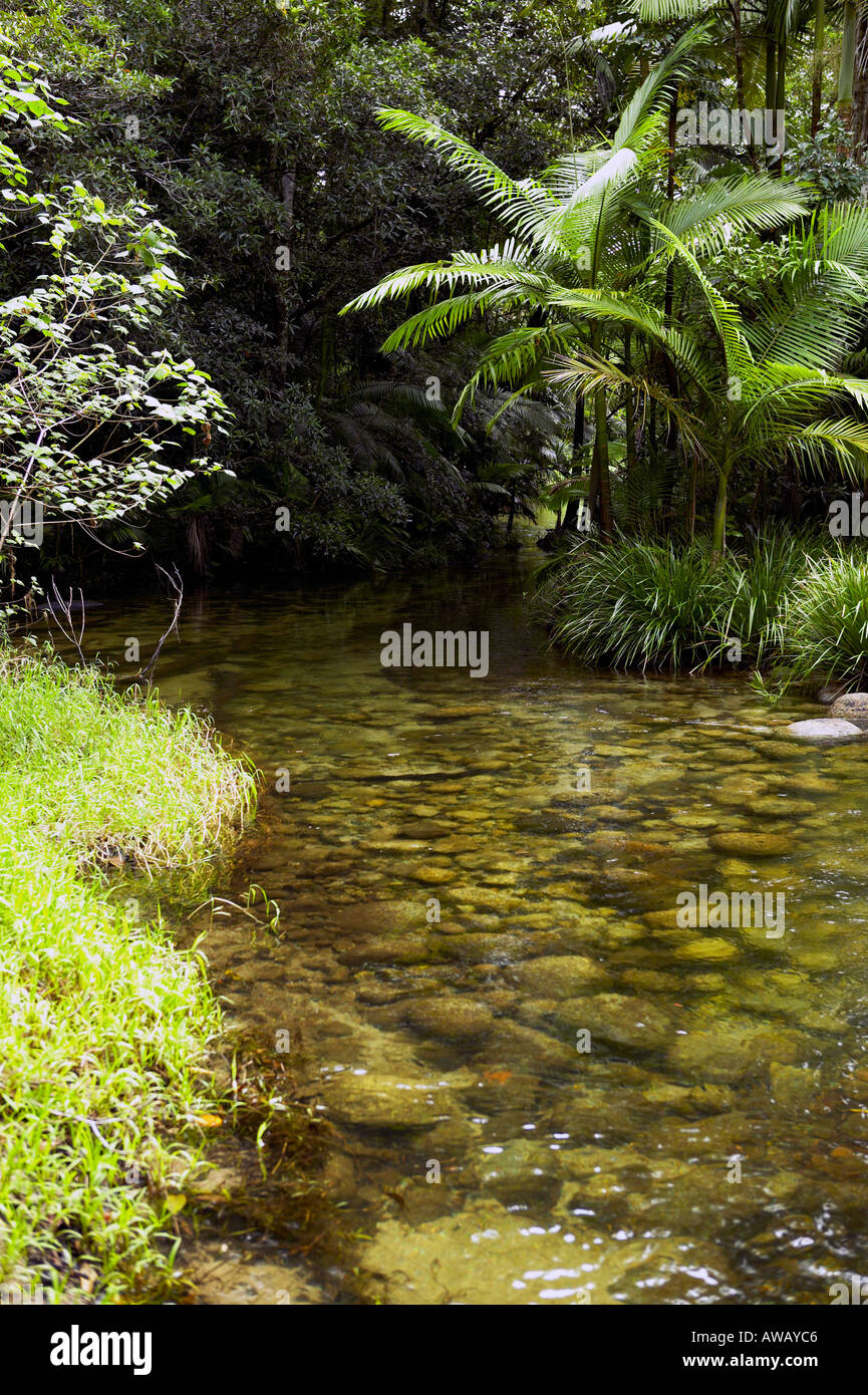 Daintree Forest Tropical North Queensland Australia Stock Photo Alamy