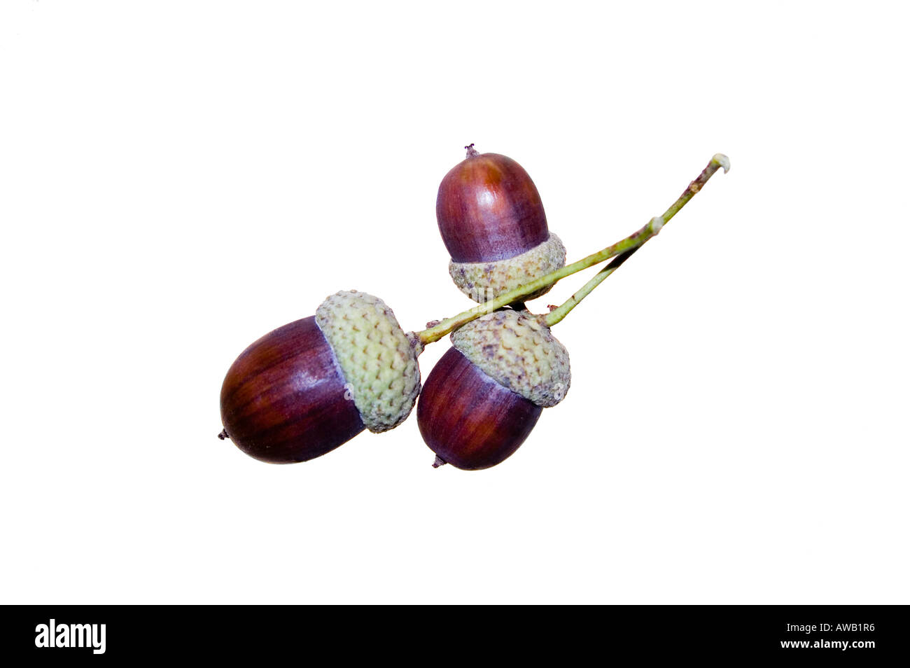 Three Acorns Cutout Stock Photo - Alamy