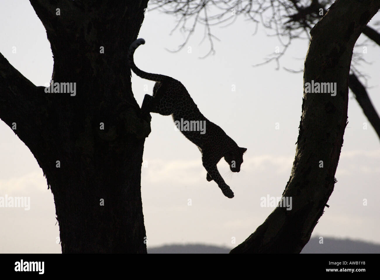 Leaping leopard hi-res stock photography and images - Alamy