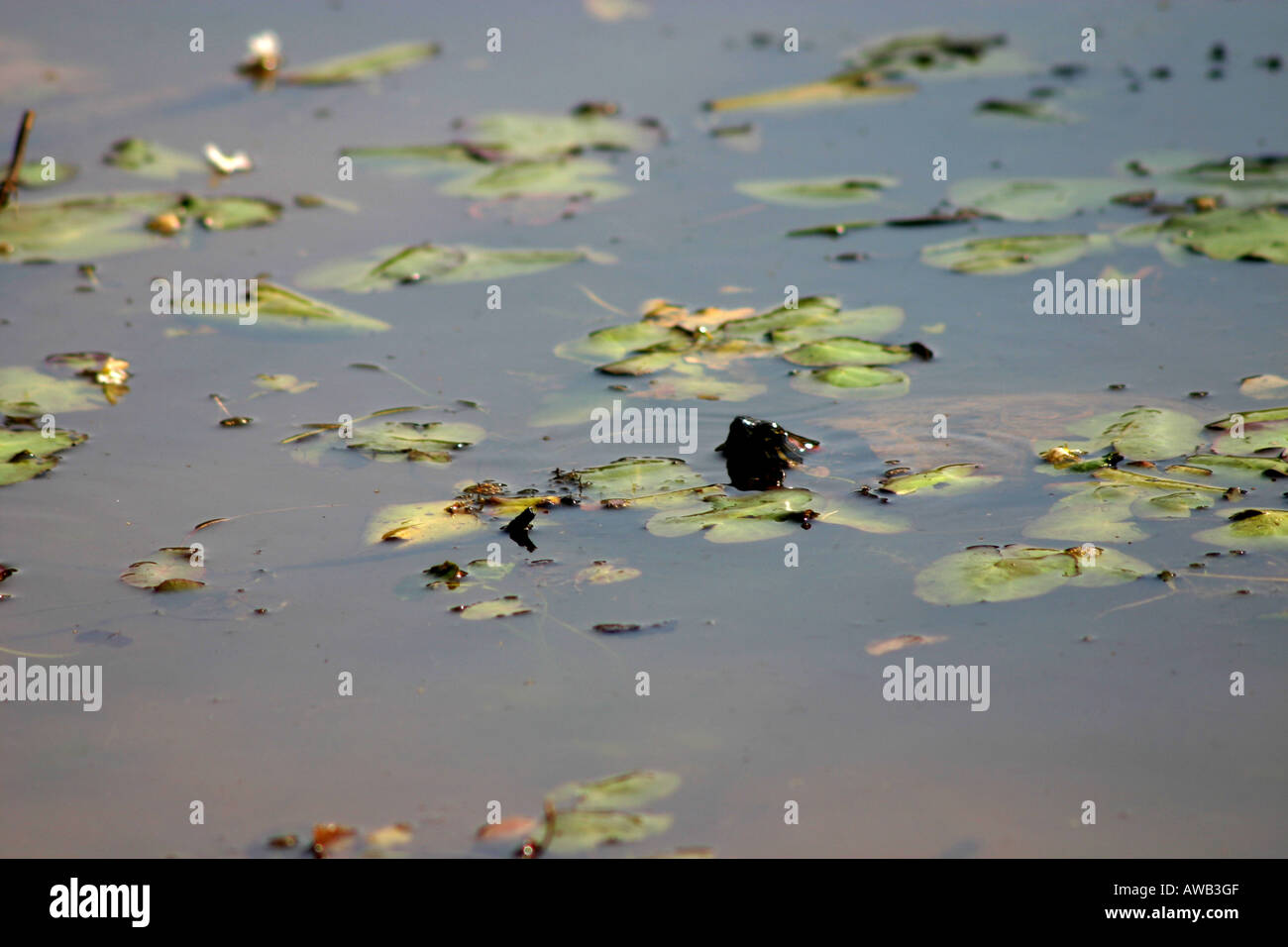 A turtle peaks his head out of the water at the Houston Arboreteum and Nature Center Stock Photo