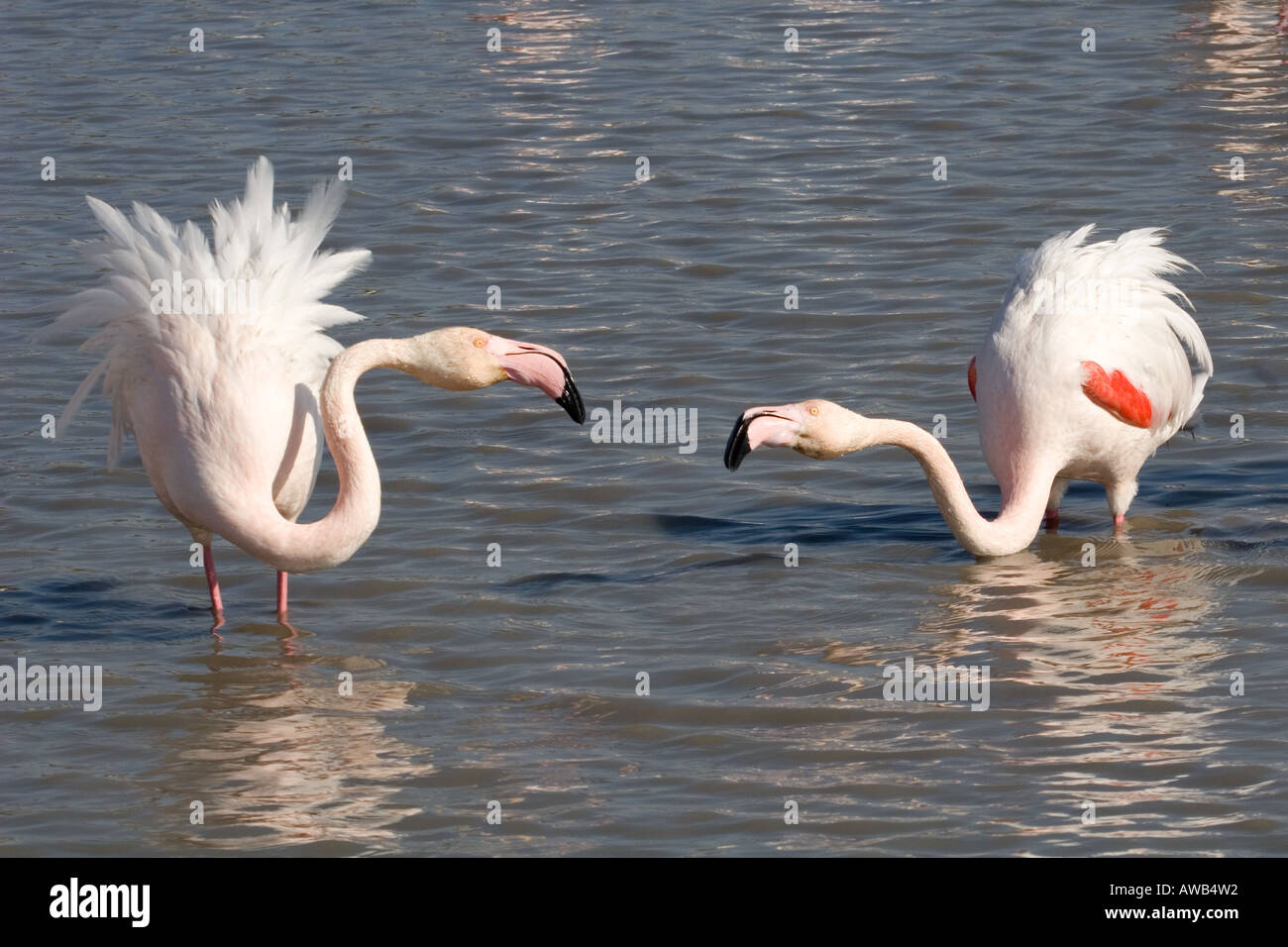 Greater Flamingos (Phoenicopterus roseus) fighting in Camargue wetland pond, France Stock Photo